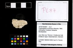 Foto (Objekt + Etikett) von Cracensigillatus acutirostrus (Moericke, 1889)  (NHMW-GEO-2014-0194-0687)